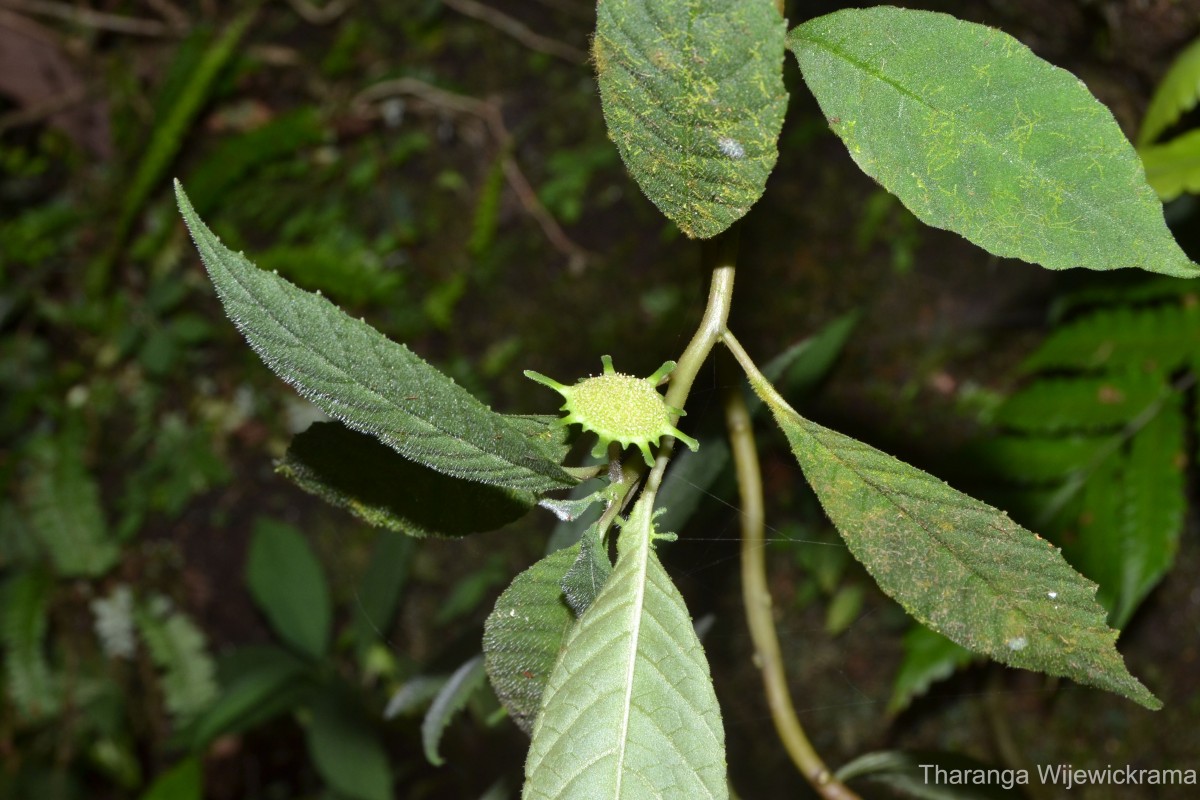 Dorstenia indica Wight